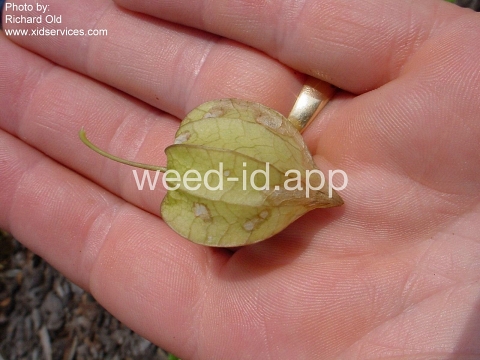 groundcherry, cutleaf